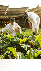 Directly owned organic farm supplies restaurant ingredients